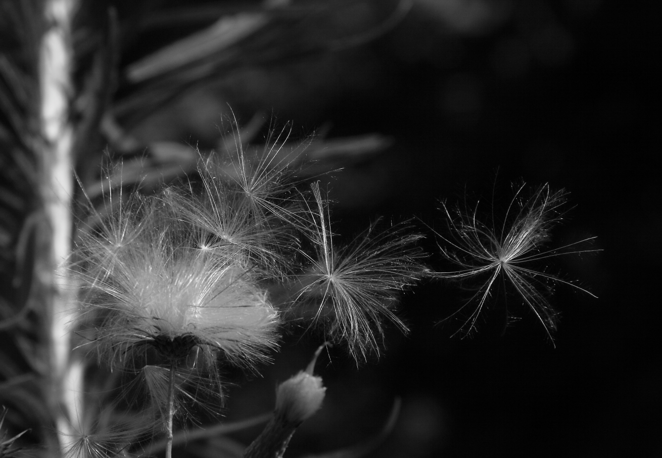 2011 07 26 IMG 34518ebw